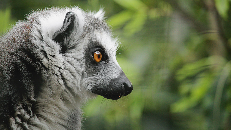 An adorable lemur