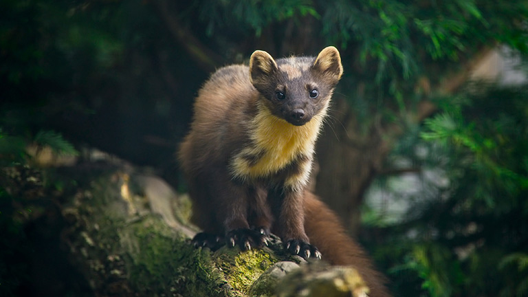 A beautiful pine marten stood on a branch in the forest