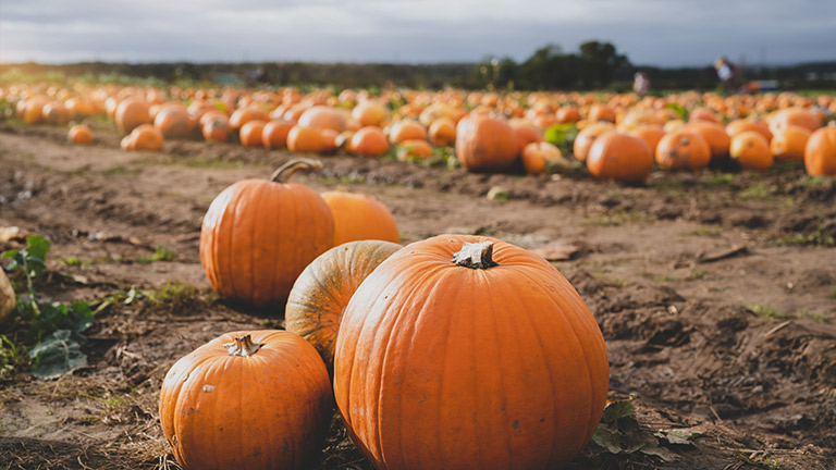 Pumpkins ready to be picked