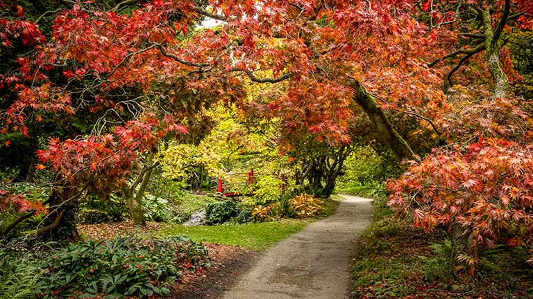 A walkway through trees at Batsford Arboretum framed by red autumn leaves