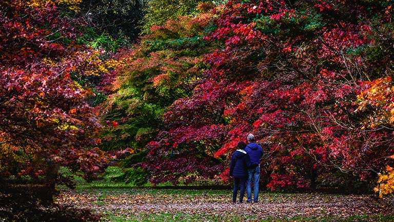 A couple admiring the autumn colours at Westonbirt Arboretum