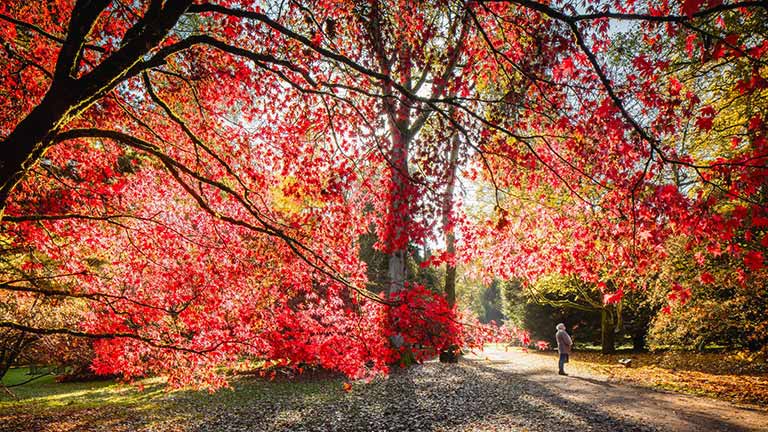 Beautiful red leaves decorating the trees of Westonbirt Arboretum near Tetbury