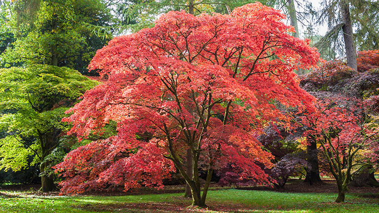 A beautiful Japanese maple tree with bright red autumn leaves at Westonbirt Arboretum 