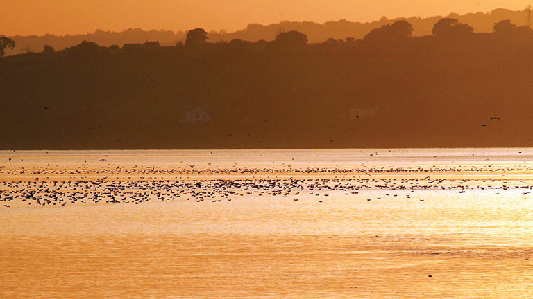 Birds sitting atop golden, shimmering water at Slimbridge at sunset