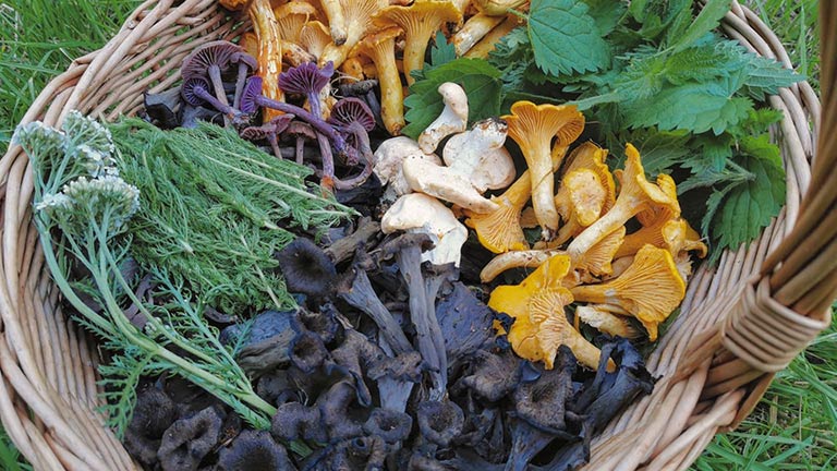 A wicker basket filled with foraged mushrooms and wild foods