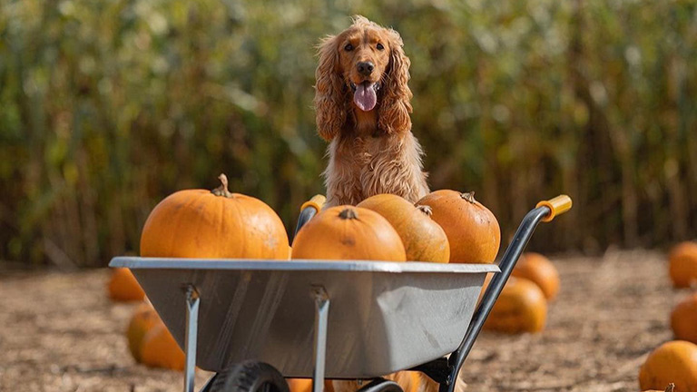 An adorable dog resting on a wheelbarrow filled with pumpkins at the Cotswolds Farm Park