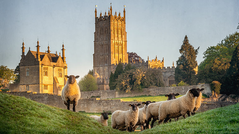 Sheep grazing in front of the church in Chipping Campden in Gloucestershire