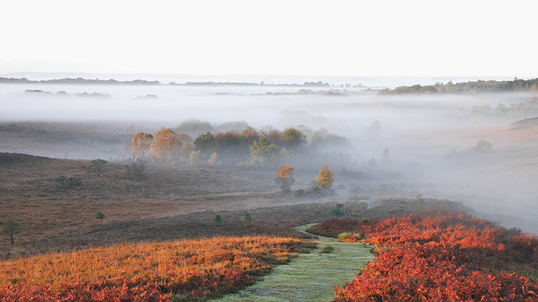 Mist-shrouded countryside in the New Forest National Park