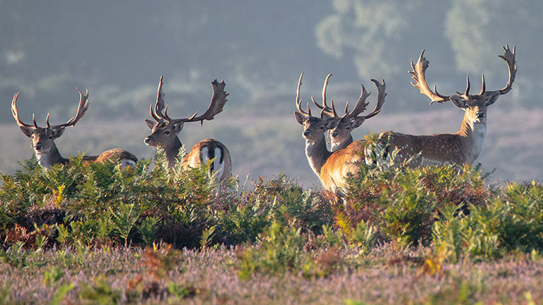 Deer surrounded by bracken and purple heather in the New Forest National Park