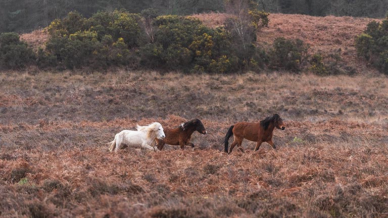 Beautiful New Forest ponies running through heathland in the New Forest