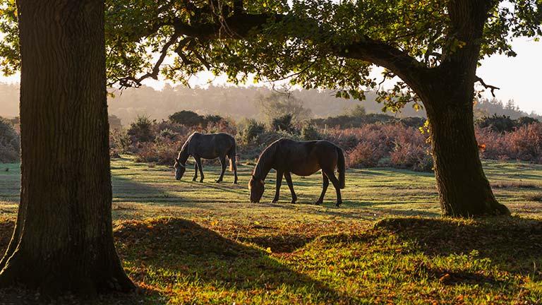 Wild ponies grazing between trees at golden hour in the New Forest National Park