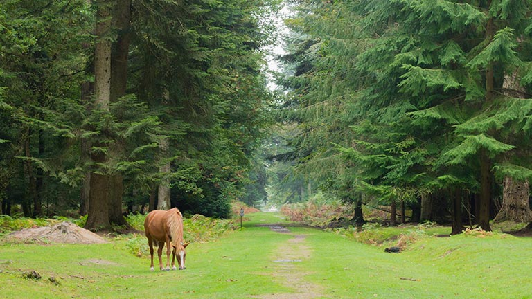A pony grazing beside the trees of Rhinefield Ornamental Drive in the New Forest