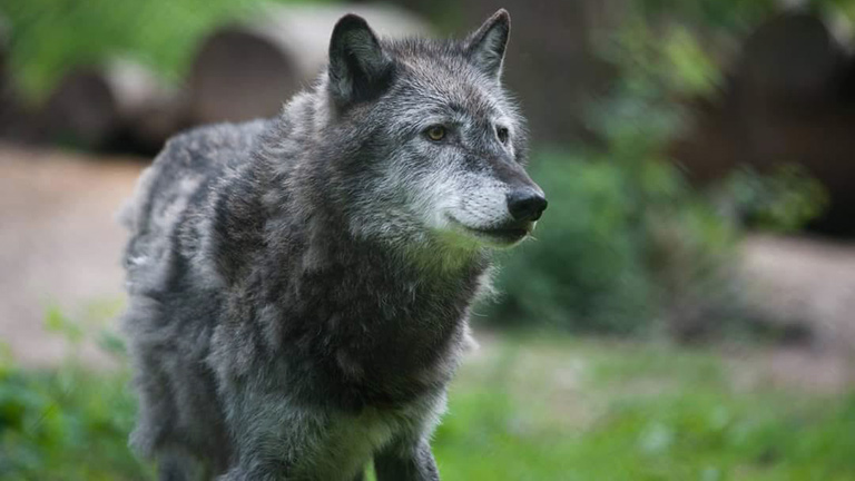 A beautiful wolf at the New Forest Wildlife Park