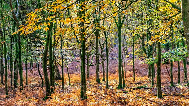 Colourful young beech trees at Bolderwood