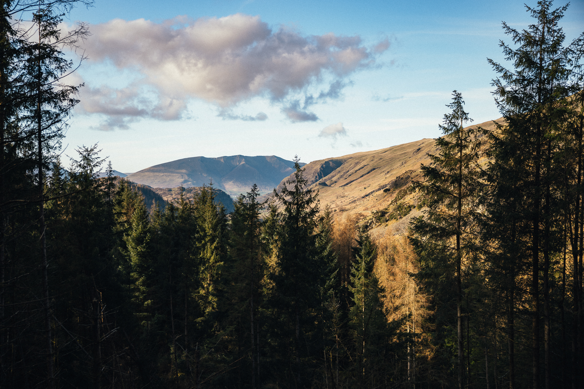 pine trees at helvellyn in the lake district national park