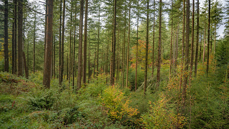 Rows of trees at Grizedale Forest in The Lake District