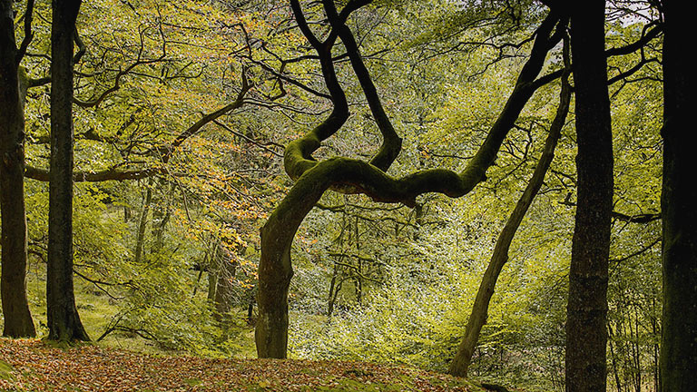 Autumn trees in Roddlesworth Wood