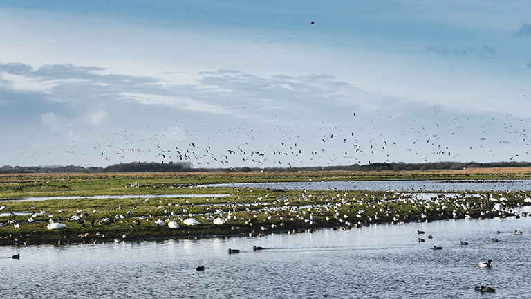 Birds flying above the water at WWT Martin Mere