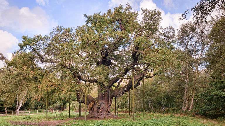 The Major Oak tree in Sherwood Forest
