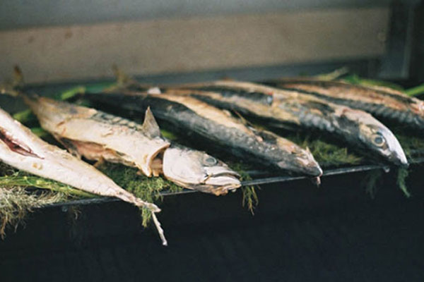 Fish in Cornwall