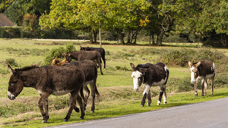 A Guide to Brockenhurst, The New Forest