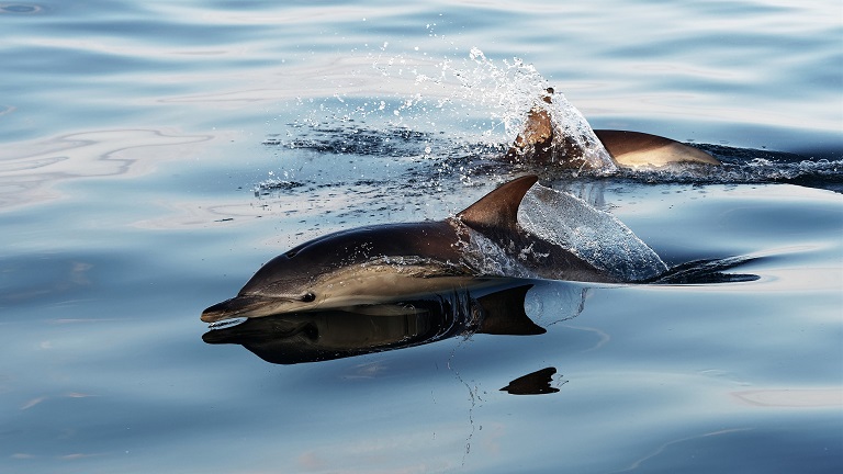 Dolphins cutting through glassy waters around the Hebrides