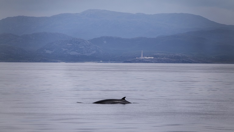 A Minke whale breaching the water off Hebridean coastline