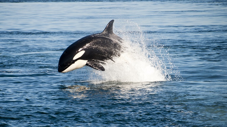 An orca mid-jump above the sea's surface