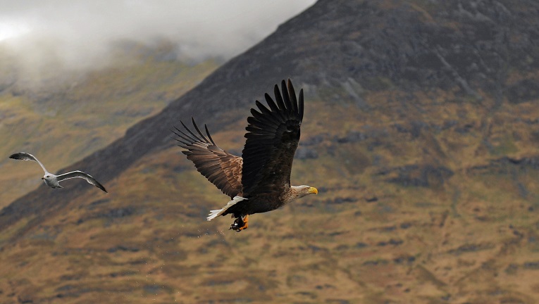 A white-tailed sea eagle flying against a backdrop of mountains 