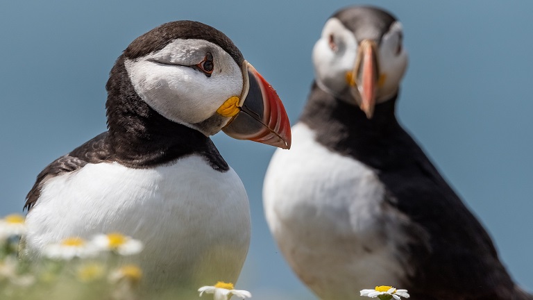 A pair of beautiful puffins on a sunny day