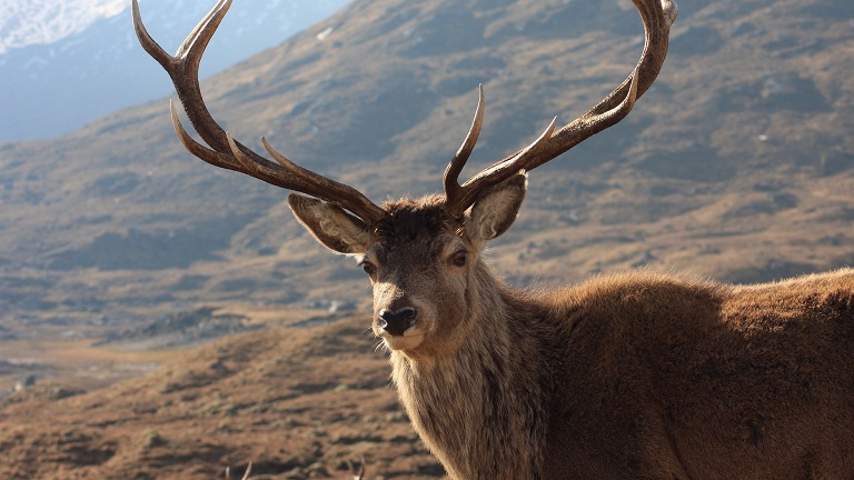 A beautiful red deer with a backdrop of beautiful Hebridean wilderness