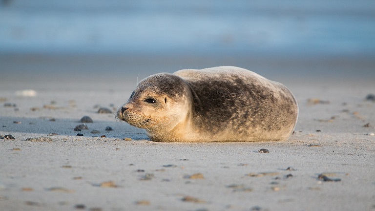 An adorable sea pup on the sand 