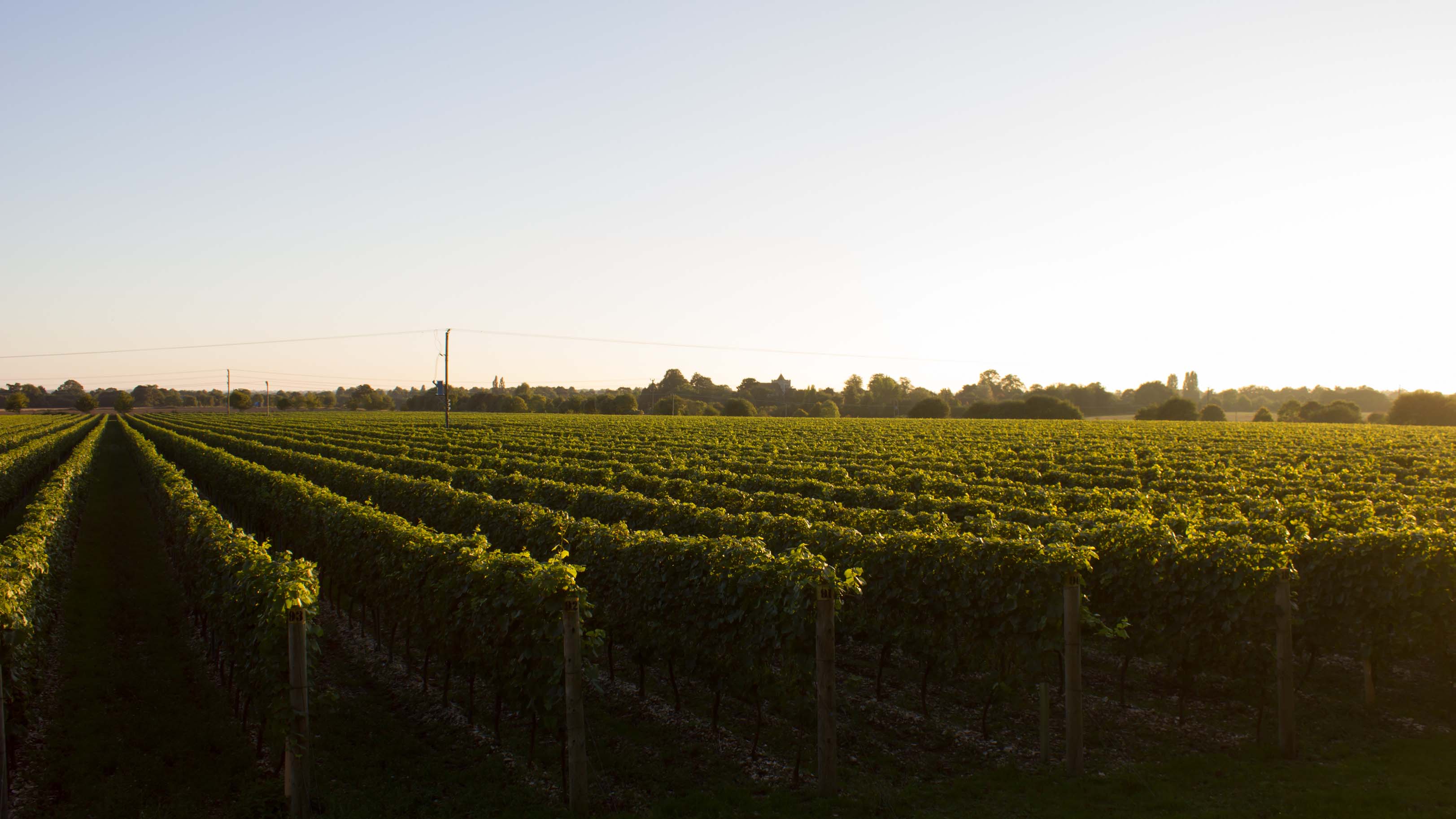 The Best Vineyards in The South Downs 