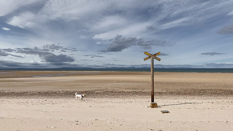 A dog strolling along the sand on Findhorn Beach