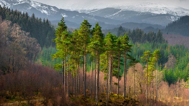 The beautiful trees and mountainscapes of Loch Ard Forest