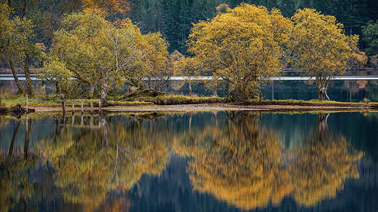 Golden-leafed trees reflected in the calm waters of Loch Ard