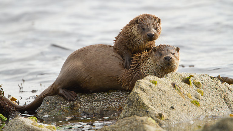 Two otters playing in the coastal waters of Skye