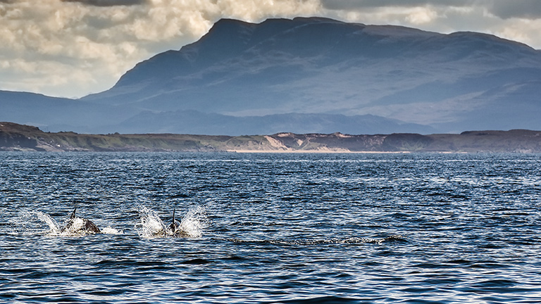 Whales cutting through loch waters off the coast of Gairloch village in Scotland