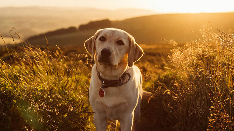 A good dog on a walk through the Quantock Hills in golden autumn sunshine