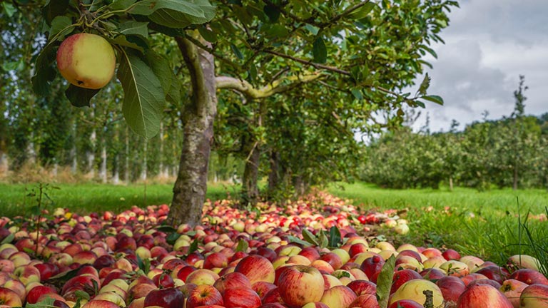 Apples ready to be harvested at Thatchers Farm in Somerset