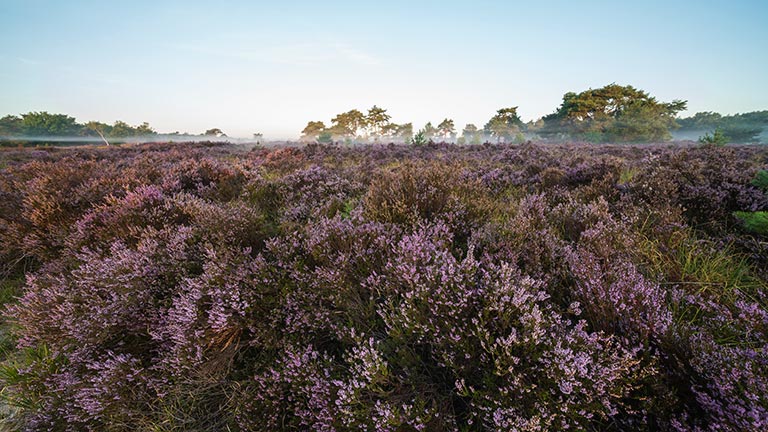 Misty heathland with purple heather flowers in the Surrey Hills
