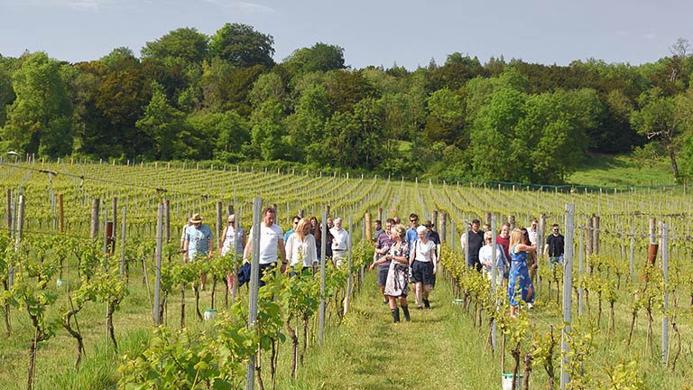 Vineyards in Surrey
