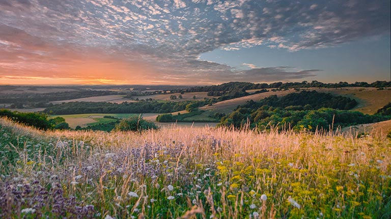 A beautiful sunset view over the South Downs countryside sprinkled with wild flowers