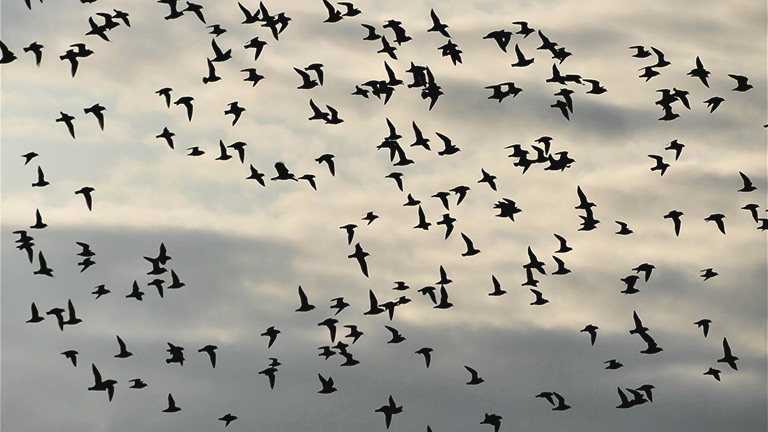 Birds taking flight at Ynys-hir Nature Reserve