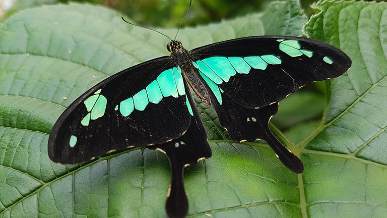 A beautiful black and iridescent turquoise exotic butterfly at the Magic of Life Butterfly House in Rheidol Valley 