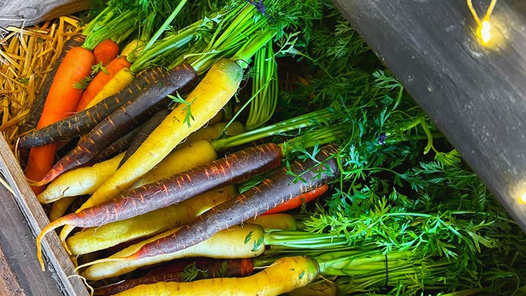 Brightly coloured fresh carrots for sale at Burton Farm Sharp in Wiltshire