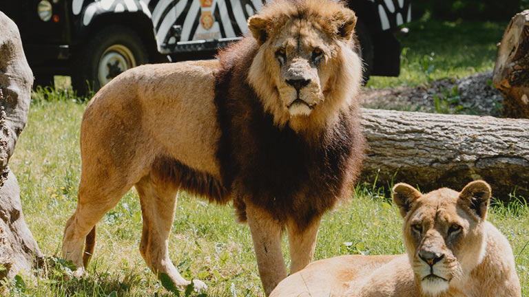 A VIP safari tour at Longleat with a lion and lioness basking in the sunshine