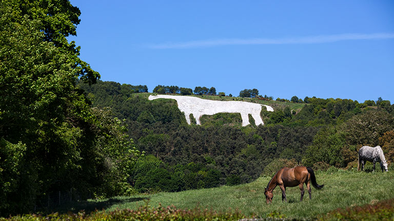 The famous Kilburn White Horse limestone hill figure with a real horse in the foreground in Yorkshire on a sunny day
