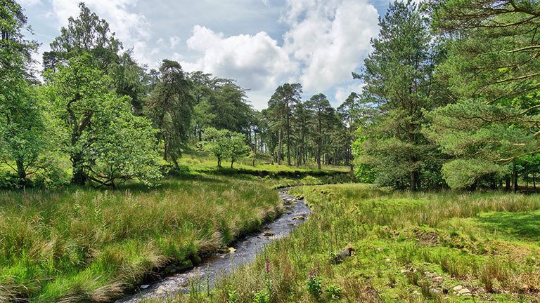 A stream running through the Forest of Bowland