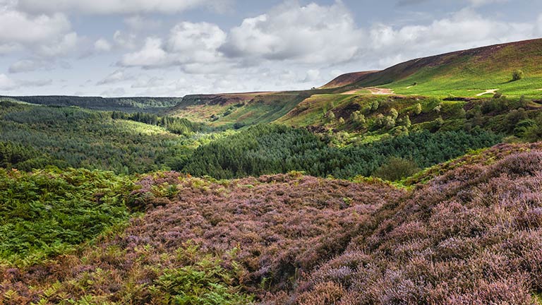 The heather-tufted moors and forests of the North York Moors in Yorkshire